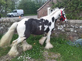 Beautiful black and white 2 years old