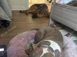 Pup for rehoming