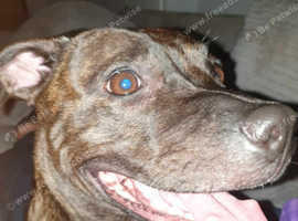 Lola a staff x mastiff