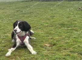Urgent - Beautiful two year old sprollie needing a new home