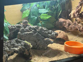 Leopard gecko/ vivarium for sale