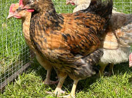 Gorgeous young Rooster's