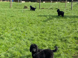 Standard poodle rescue store southwest