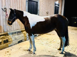 Skewbald sports pony type ready to break this summer