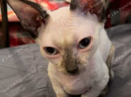 Blue eyed tiny legs bambino girl