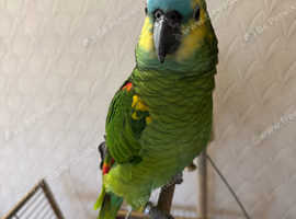 Amazon Blue Fronted