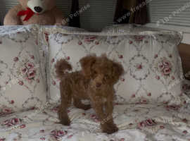 Tiny toy poodle