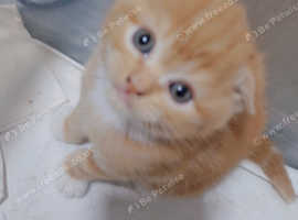 Ginger boy fold