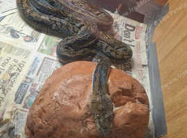 Emsworth reptile clearance shop