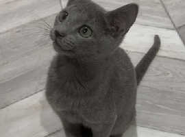 6 gorgeous GCCF registered Russian blue kittens available