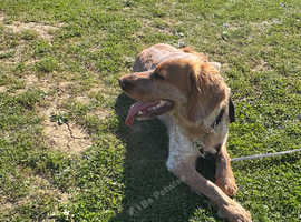 Male cocker spainel