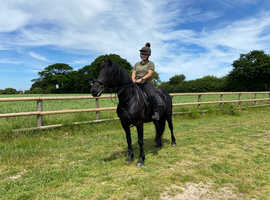 15.2hh 5 year old Friesian mare