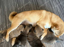 Japanese Shiba Inu 3/4 chow chow 1/4