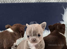 KC Chihuahua Puppies Beautiful Quality Lilac and Chocolate