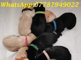 Chunky black and golden Labrador puppies