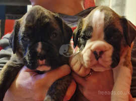 Stunning puppies from Heartscored Parents