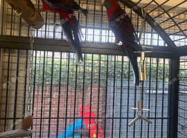 Red pennants