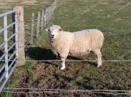 DORSET 2 shear tup for sale