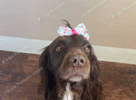 cocker spaniel (daisy)