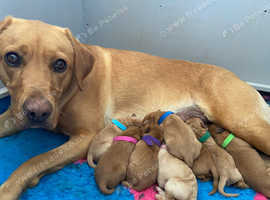 Gorgeous KC registered FTCH Fox Red Labrador Pups