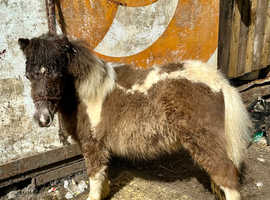 Shetland colt
