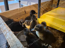 Cayuga ducklings for sale