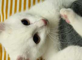 100% SNOW WHITE  vaccinated boy kitten