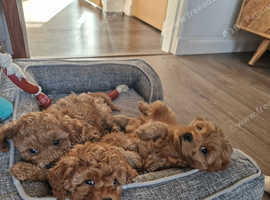 Red Cockapoo puppies 2 boys 1 girl DNA + Vet check
