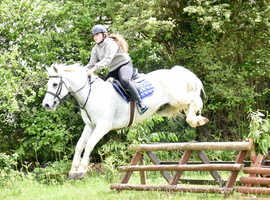 Quality Connie Gelding