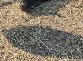 3 pet pigs