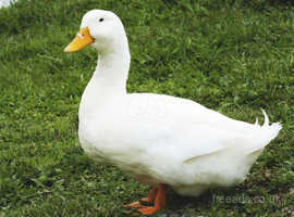 White male duck