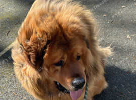 Tibetan Mastiff