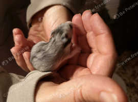Hamster In Manningtree Small Furries For Sale Rehome Freeads