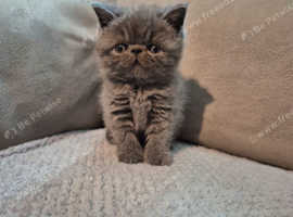 exotic shorthair