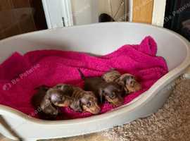 Dachshund Puppies For Sale In Workington Pets For Sale Rehome