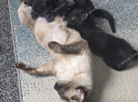 Bangle cross kitten - male