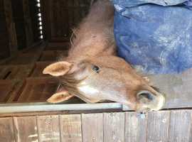 Rising 2 colt arab