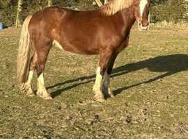 Project/ Broodmare/ Show pony