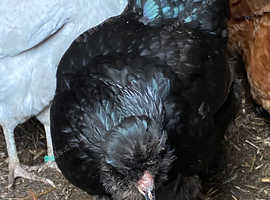 Chicken for sale