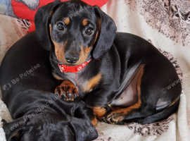 Miniature Smooth Haired Dachshund puppies-two boys left