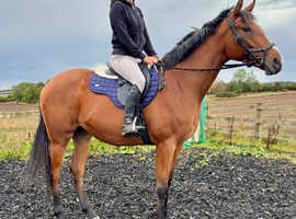 17h TB mare 4 years old