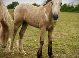 Who's for a big Dun Filly !!