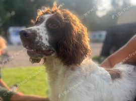 Sprocker spaniels