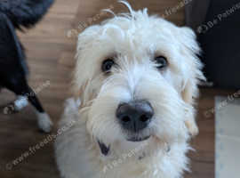 F1 goldendoodle
