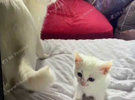 Pure white kittens