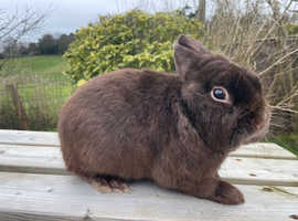 Chocolate satin bunny for sale
