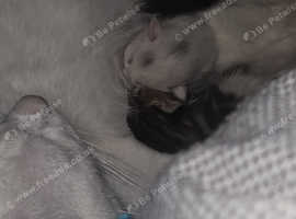 Mixed kitten litter white 1 not available