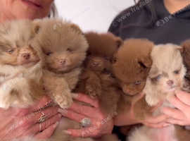 Pomeranian Puppies