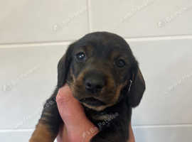 Miniature teckel (dachshund)