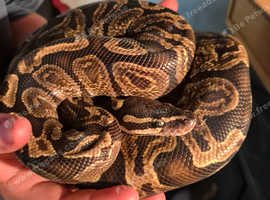 Beautiful python